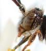 Nomada flavoguttata